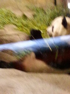 here Bing Xing is eating