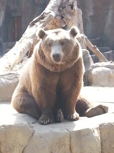 this brown bear was looking at us like we were the ones in the zoo, which I suppose we were ;)